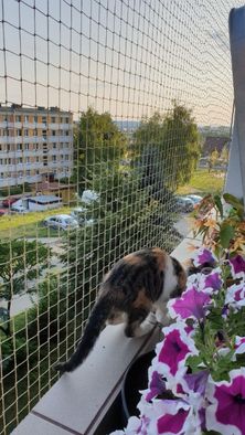 Siatka balkonowa dla kota. Siatka na balkon Siatka przeciw gołębiom