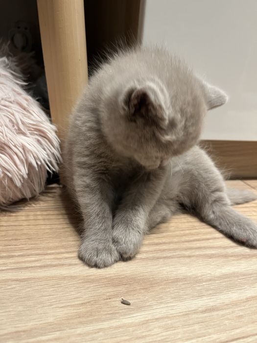 Kot brytyjski liliowy