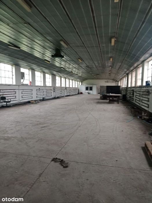 Wynajmę halę magazyn 50x11,4x3,9+plac 3000m2