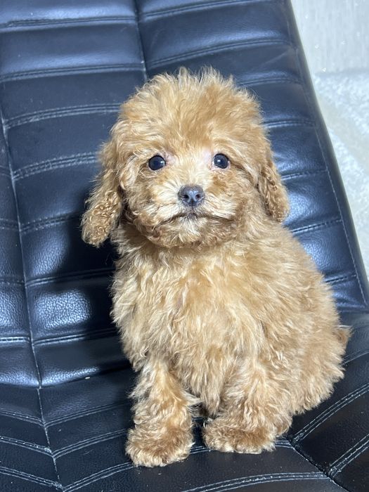 Дівчинка Мальтипу. Міні розмір