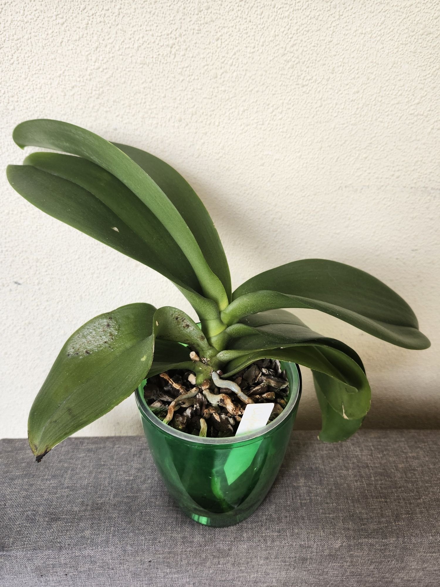 Орхидея фаленопсис, Сирена
