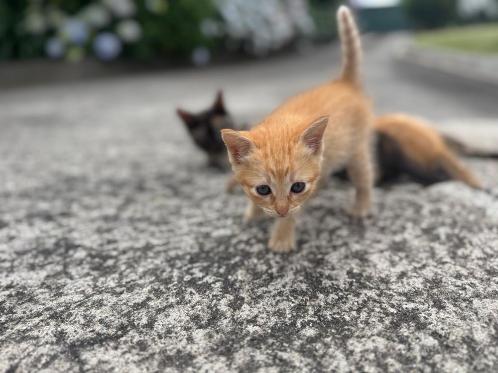 Gatos para oferta