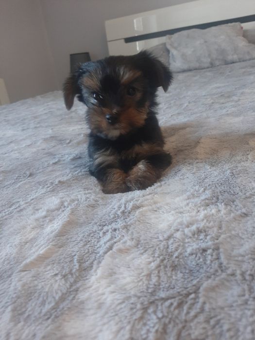 York yorkshire terrier suczka