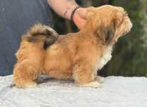 Lhasa Apso Suczka! LEpszy kuzyn Shih Tzu! Gotowa do odbioru!