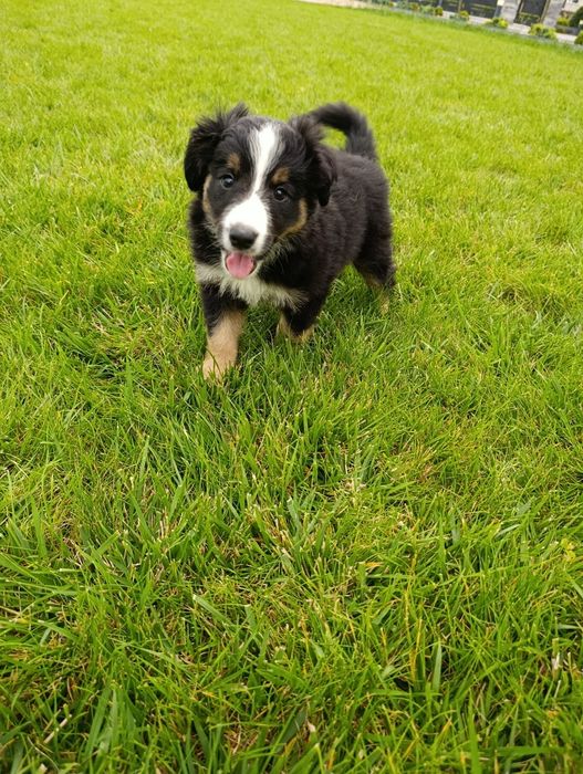 Piesek Border Collie