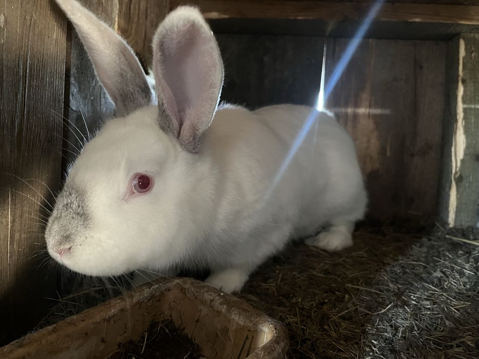 Kroliki małe i duże samce oraz samiczki