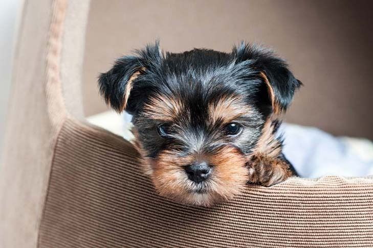 Yorkshire terrier MACHINHO