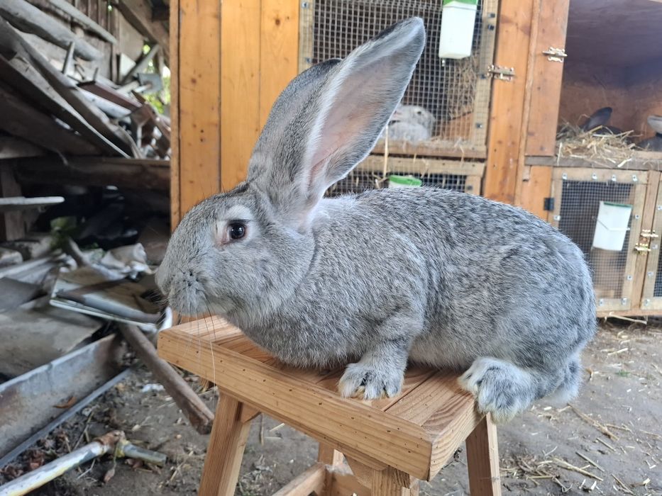 Królik Olbrzym Belgijski Szynszylowaty