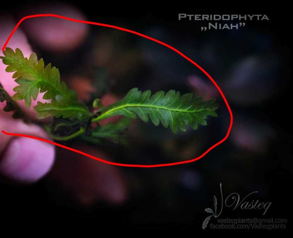 Pteridophyta "Niah" paproć do akwarium paludarium