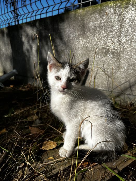 Porzucone!! Trzy milusińskie kotki szukają kochajacego domu