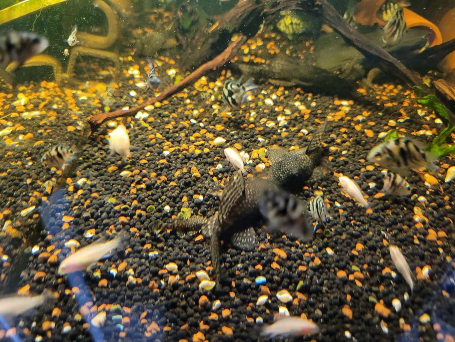 Zbrojnik ancistrus dorosłe pary