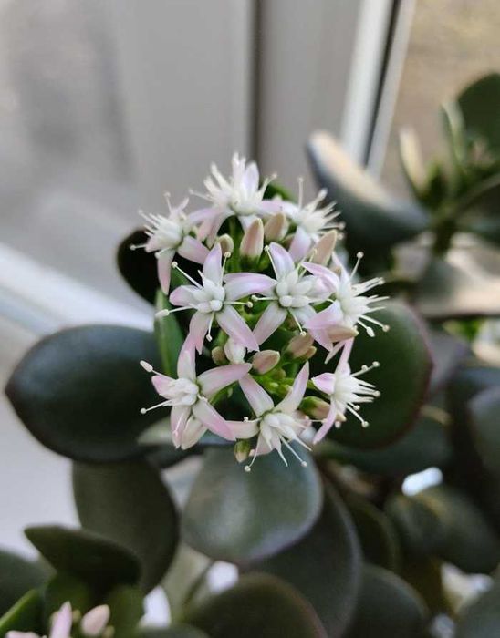 Кактус, сукулент грошове дерево