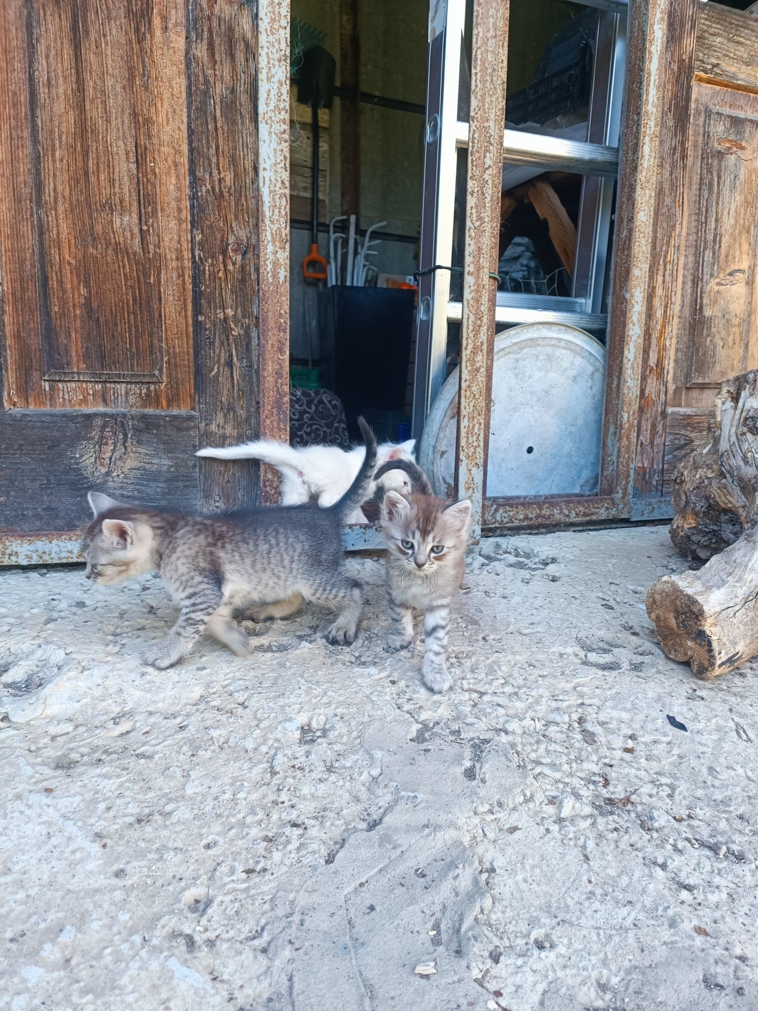 Кошенята шукають людей