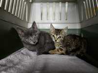 Gatinhas bebés para adoção