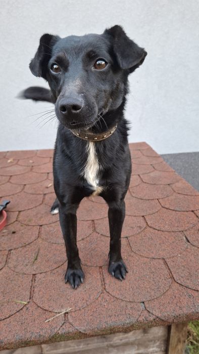 Murzynek-piesek z łańcucha o gołębim serduszku