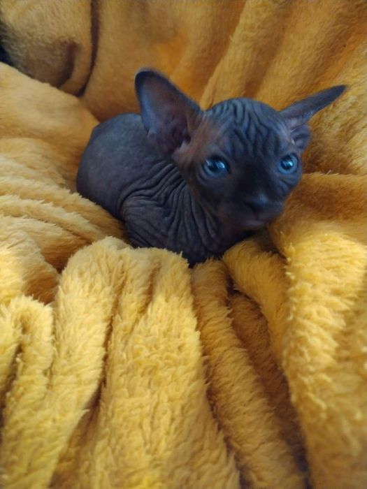 Sfinks Kanadyjski mały chłopczyk