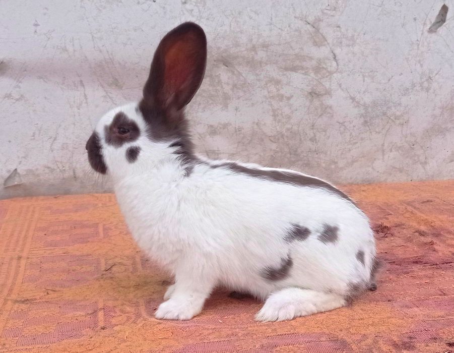 Кролики строкач Гавана