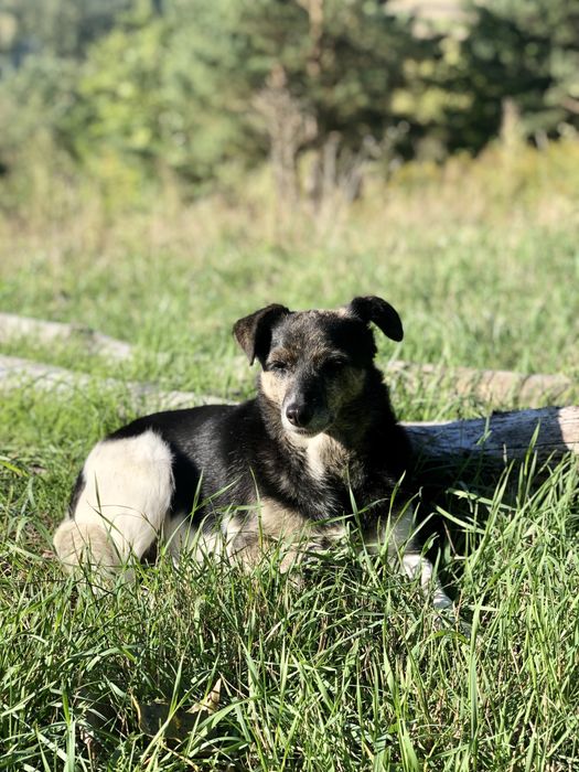 Szukamy dla Wandy najlepszego domu