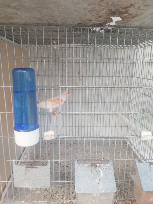 Aves a procura de nova gaiola