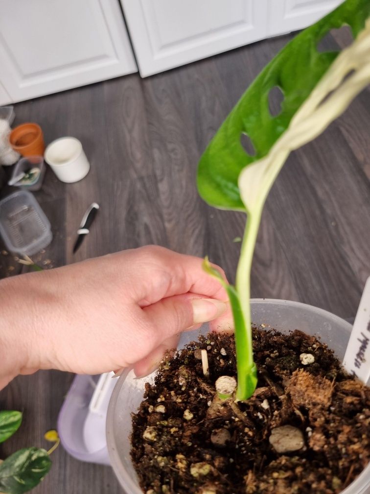 Roślina doniczkowa monstera adasonii variegata