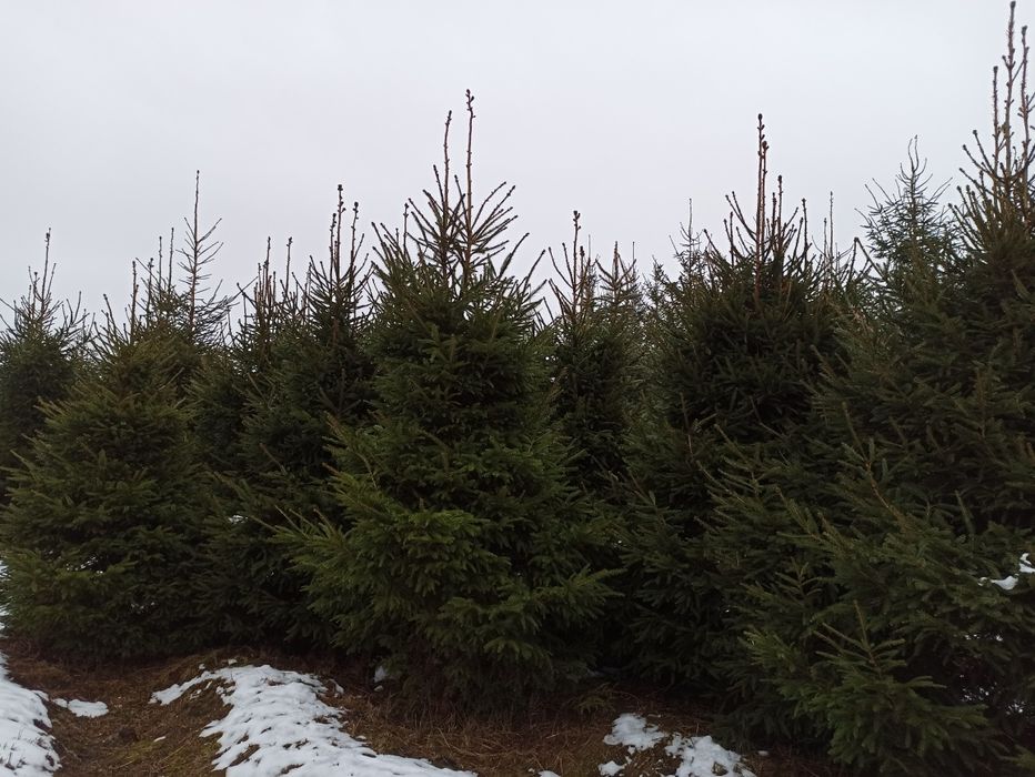 Choinki, srebrne i pospolite, plantacja