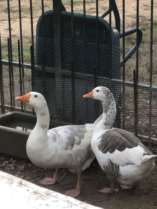 Casal de gansos adultos