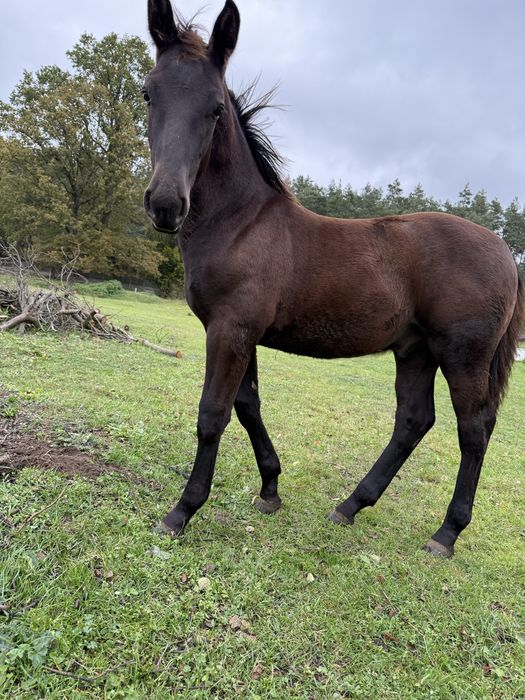 Ogierek rasy śląskiej