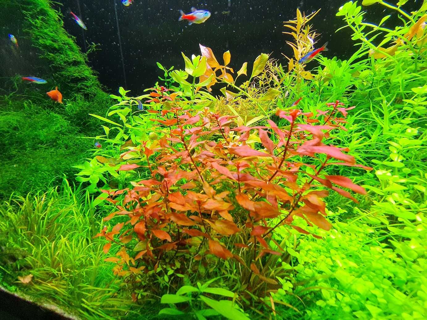 Ludwigia mini super RED (2 plan CZERWONA!)