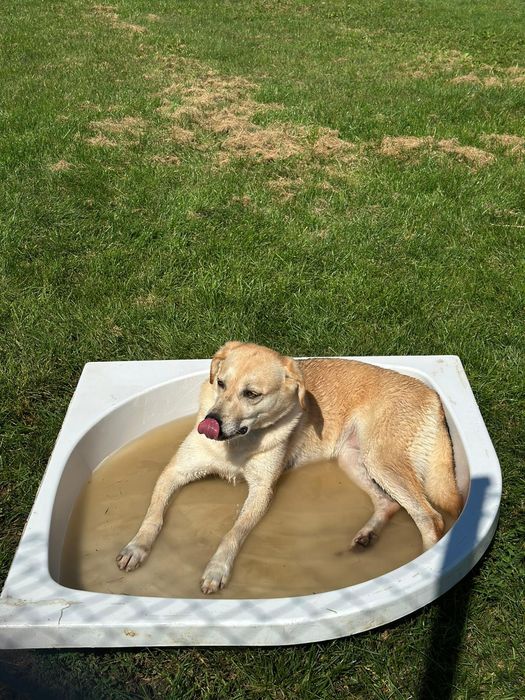Cynia w typie Labradora do adopcji!