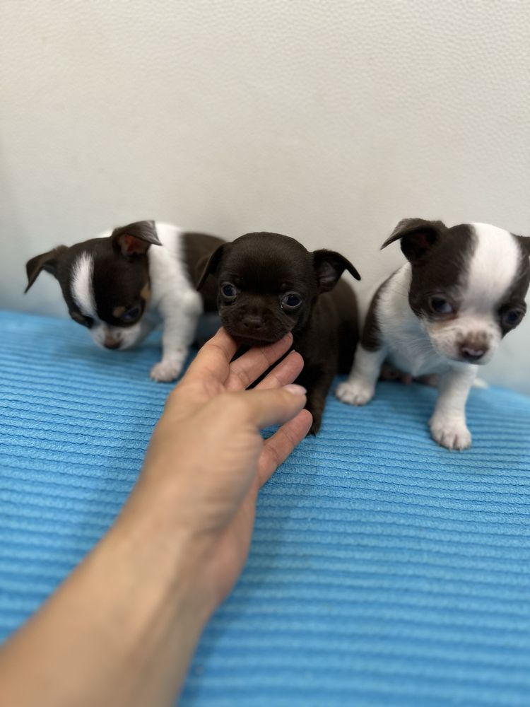 Menina chihuahua super mini