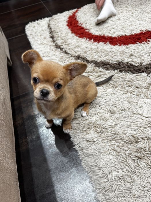 Щенок    Собака Чихуахуа
