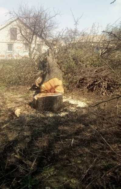 Уборка, чистка участка, покос травы. Спил деревьев. Вывоз мусора.