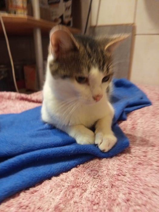 Roczny słodziak szuka domu niewychodzącego