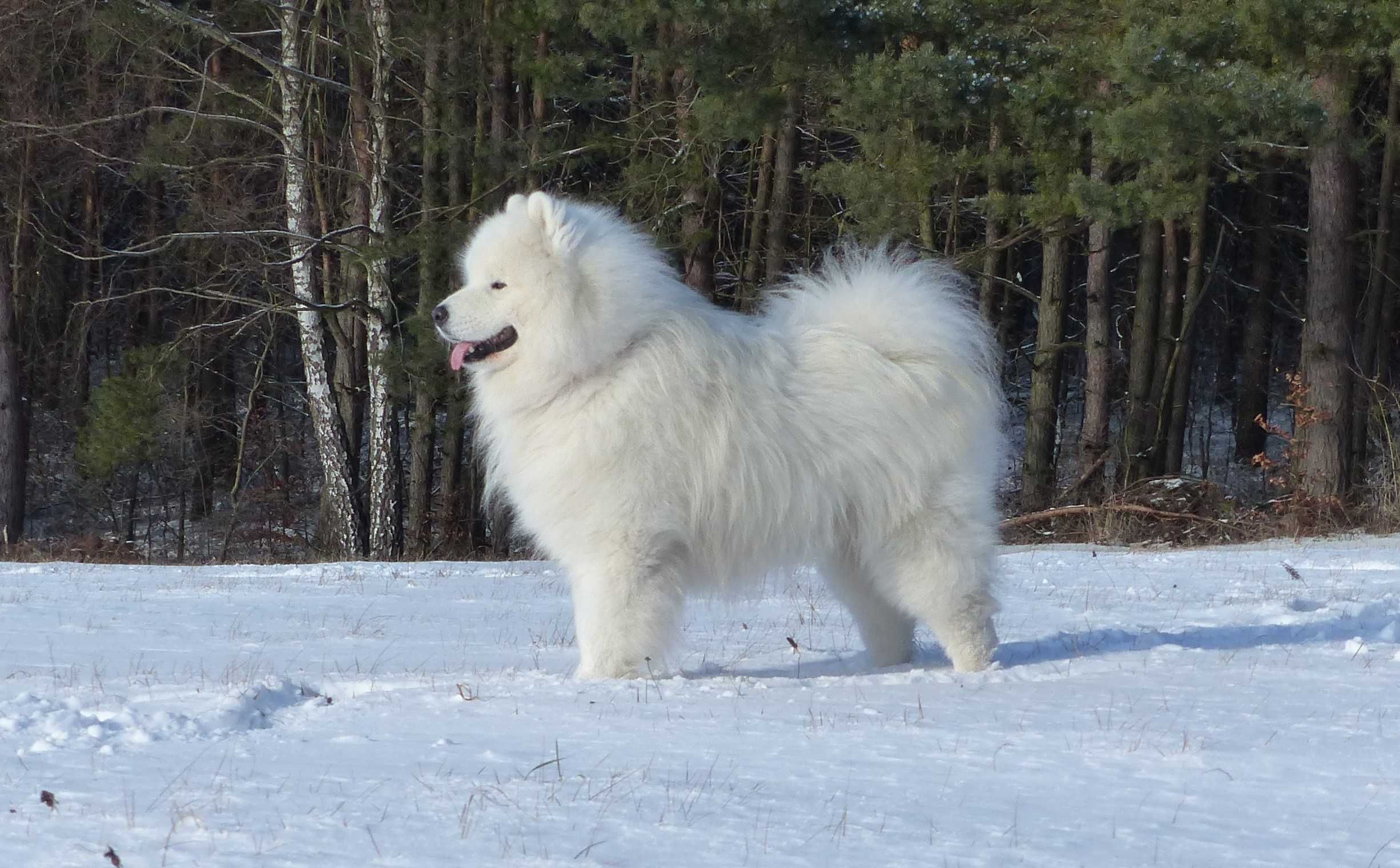... Samoyed / samojed chłopiec FCI ZKwP 2025 Wildness Siberian ...