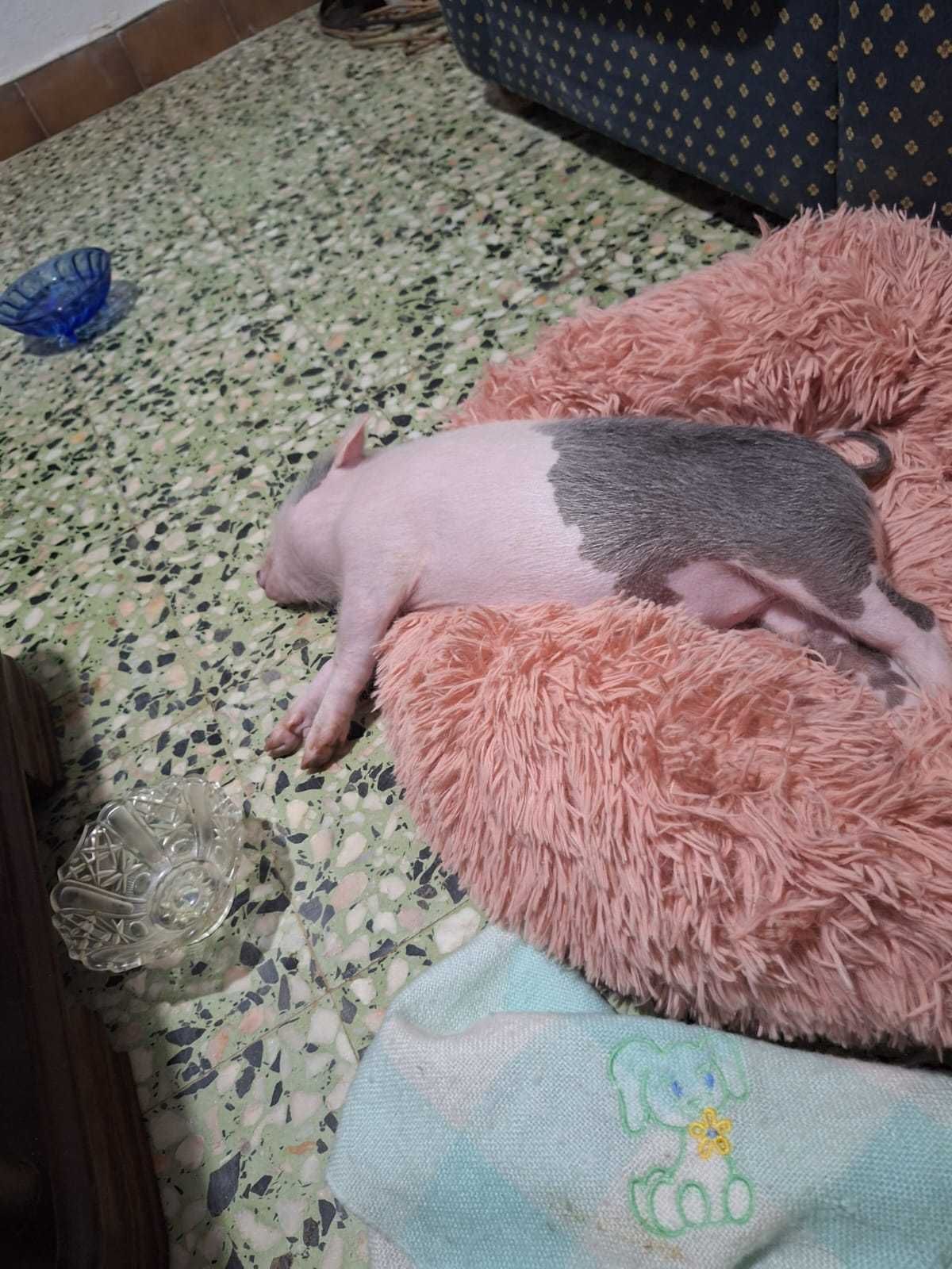 Vendo Mini pig amestrado