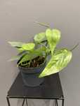 Epipremnum Cebu Blue