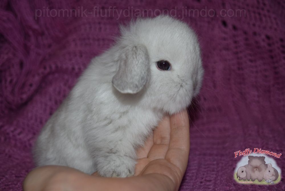Вислоухие крольчата. Редкие окрасы! Кролики из "Fluffy Diamond"