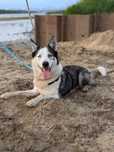 Przepiękny psiak w typie syberian husky/północniaka pilnie szuka domu!