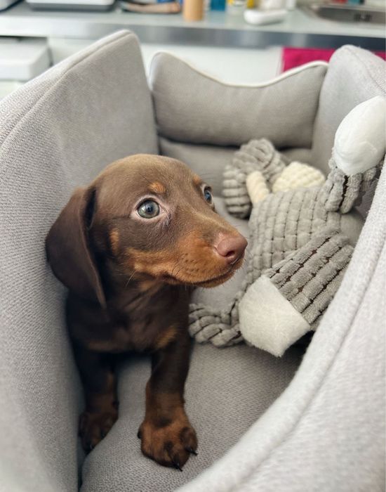 Teckel chocolate macho