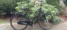 Rower Pegasus damka