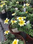 Bidens 'Taka Tuka' doniczka 12 cm