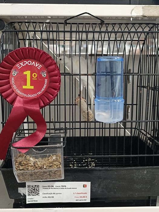 Llarguet espanhol, Fife fancy, frisado do sul