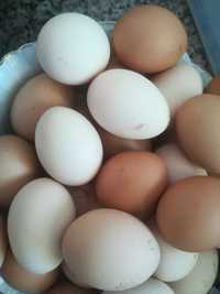 Ovos de galinha caseiros frescos