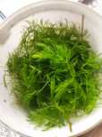 Rogatek rosllina
