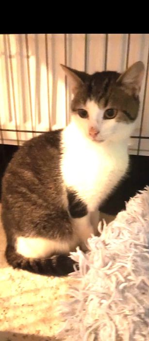 Błagam o domek dla wykastrowanego kocurka