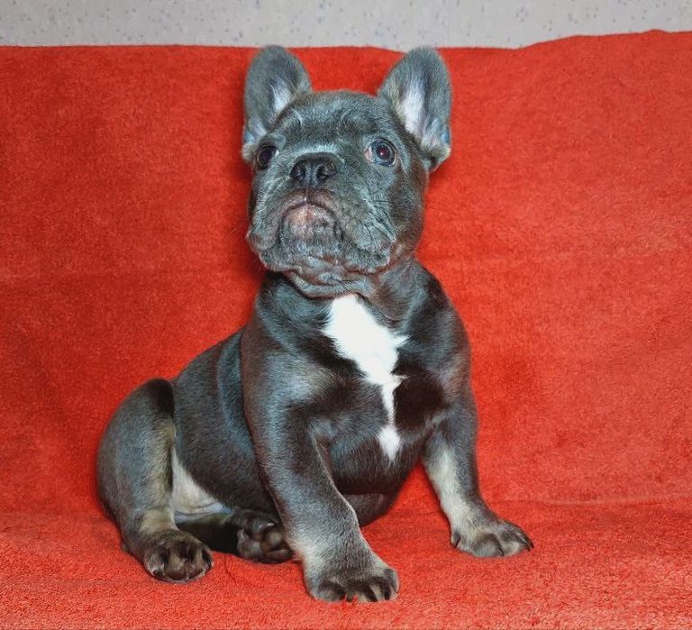 Розкішний красень французик