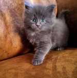 Maine coon kotka