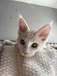 Kocur Maine Coon Gerard
