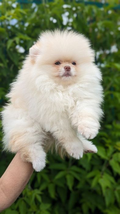 Померанский Лео Максимилиан. Вязка.