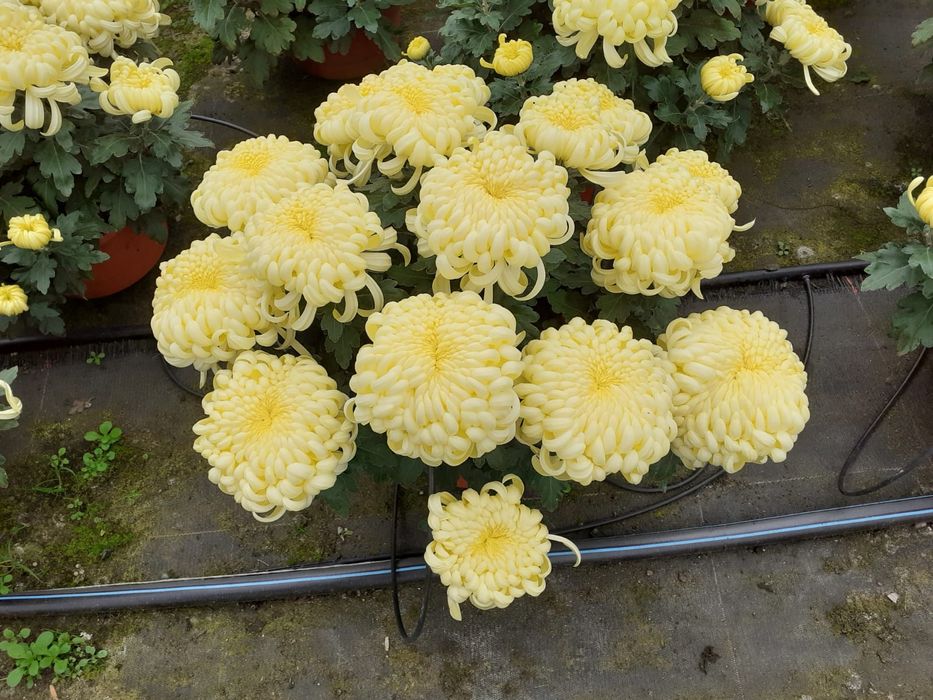 Chryzantemy wielokwiatowy i drobnokwiatowe mixy kapusta ozdobna.